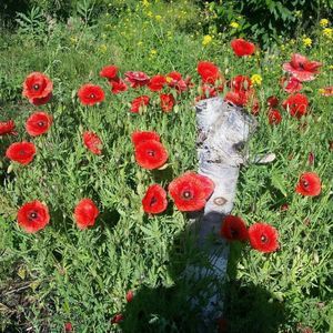 Meet your Posher, Dolores